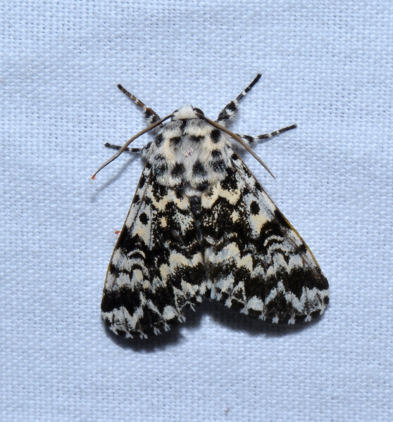 Noctuidae: Panthea coenobita